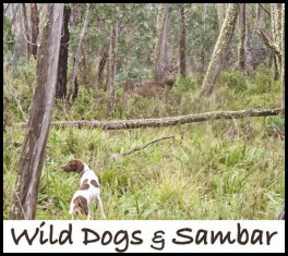 Wild Dogs & Sambar (page 58) Issue 91 (click the pic for an enlarged view)